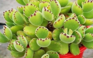 多肉熊童子如何种植,在春秋季节进行种植为佳