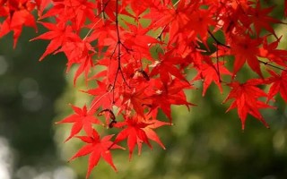 枫树在什么季节盛开，在每年的9-10月盛开