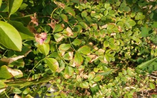 蔷薇叶子干枯能不能存活，根据发生原因采取对应措施便不会死亡