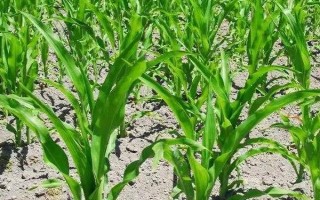 龙育12玉米种子特点，在适应区5月1日左右播种