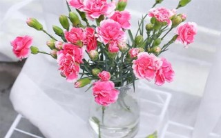 红色康乃馨适合送什么人，适合赠送给母亲或师长