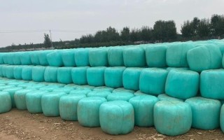 红薯秧如何做青储饲料，红薯秧一定要粉碎处理