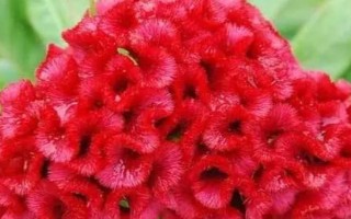 鸡冠花的品种，常见的有普通鸡冠花、子母鸡冠花、圆绒鸡冠花等