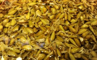 海瓜子怎么养殖，排干水塘再将种苗均匀撒在塘面上