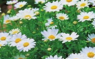 白晶菊如何养殖，每半个月施肥一次