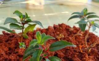 怎么养倒挂金钟,在生长期7-10天左右施肥一次