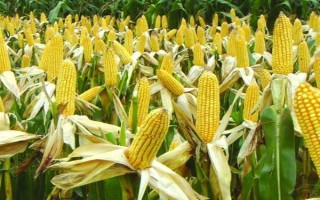 宇丰1310玉米品种简介，出苗至成熟130天