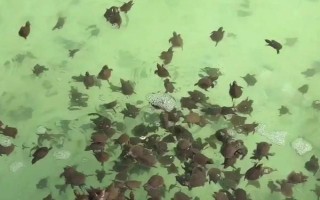 台湾甲鱼苗能长多大，一年可长至100-200g