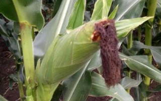 金禾977玉米品种简介,应选择肥力较好的地块种植