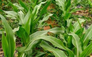 正大507玉米种子特点,生育期95.4天