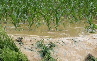 芸苔素多久喷一次，可延长花期