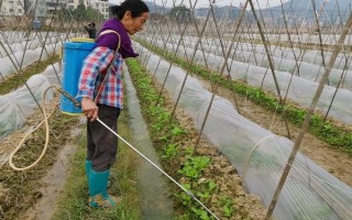 西瓜缓苗期死苗的原因，可能是低温高湿所致