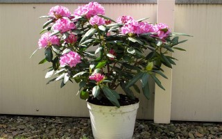 杜鹃花花朵掉了的原因，可能是自然凋谢或温度不适所致