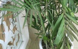 夏威夷椰子浇水方法,生长期要浇土喷叶