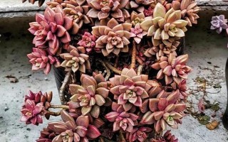 姬胧月多肉有没有毒，全株上下不含有一点毒性