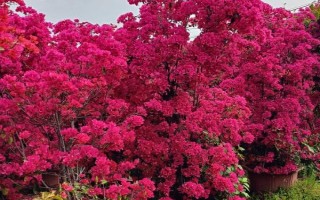 三角梅叶子卷曲的原因及解决方法，可能是光照不当或浇水过多等