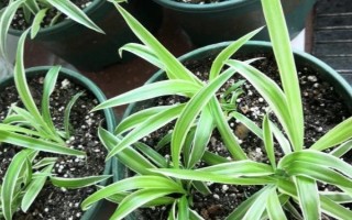 为什么吊兰要放鸡蛋壳，需要一定养料来进行养护