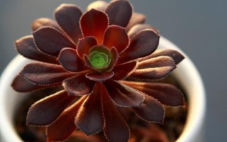 黑法师叶子掉光了还能不能活，发生在夏季的话就无须担心