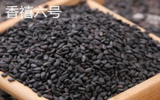 哪个品种的芝麻香,根据环境气候选择品种