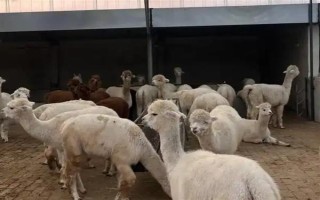 羊驼怎么养，一定要注意养殖密度
