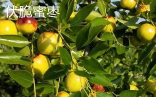 枣树品种介绍,月光枣脆嫩多汁、属于罕见的鲜食品种