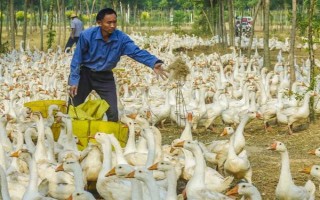 为什么白条鸭那么便宜，因为其是速成鸭