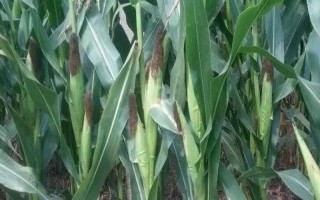 禾玉33玉米种子特点，中抗弯孢菌叶斑病