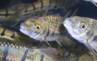 淡水鱼根据在水中的生活层次分类,分为中上层、中下层和下层鱼类