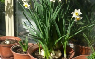 水仙花一直长高不开花的原因，可能是缺少光照或养分不足所致