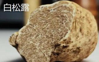 黑松露是什么，是一种生长于地下的野生食用真菌