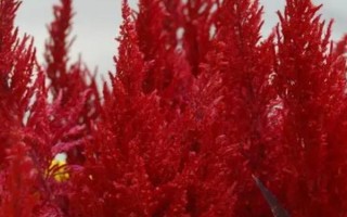 鸡冠花的品种，常见的有普通鸡冠花、子母鸡冠花、圆绒鸡冠花等