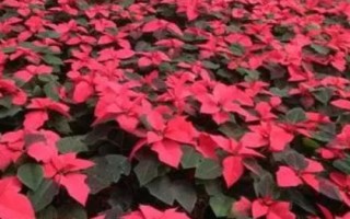 一品红的花语，寓意新生的美好