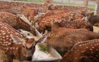 养鹿成本和利润，小型鹿场需投入49000元左右