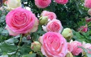 月季的花期,花期为4-9月份