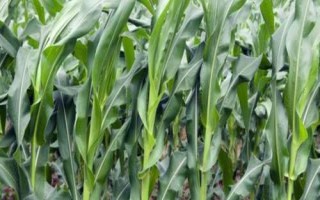 丰垦159玉米种子介绍，中抗茎腐病