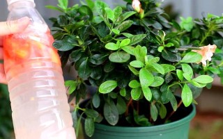 杜鹃如何浇水，一定要掌握见干见湿的原则