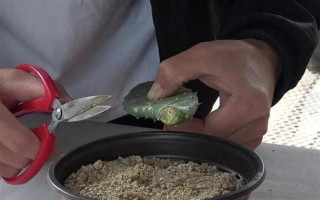 仙人掌怎么浇水,春秋季节每隔半个月浇一次