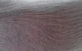 母猪身上掉毛如何处理，先查找原因再对症治疗