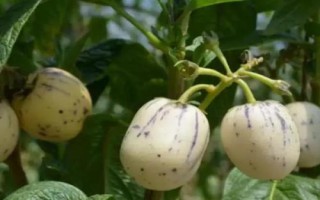 香瓜茄的种植方法,可以采取盆播或穴盘育苗