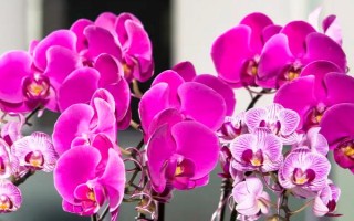 蝴蝶兰的养殖方法，生长期对养分需求量较大