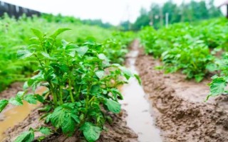 马铃薯膜下播种要点,播种深浅与覆土厚度均要保持一致