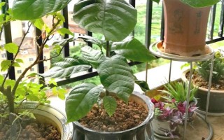 苹婆的种植方法，要使用点播的形式