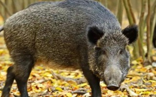 野猪的主路特点，主路会有它的脚印