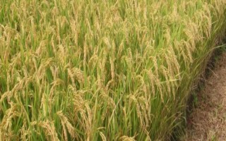 云粳136稻谷的特点，其生育期为180天