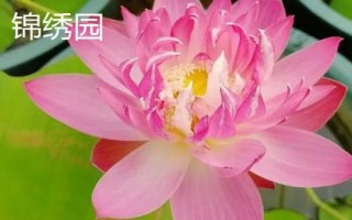 名贵荷花品种介绍,这十种一定要了解
