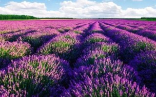 薰衣草的花期是什么时候，花期通常为6月到8月