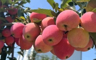 国光苹果的含糖量高不高，每100g鲜苹果肉中含糖量有14.6%