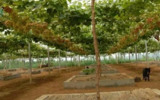 葡萄限根栽培技术，是将根系限制在一定区域中