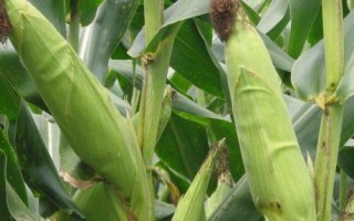 粒隆508玉米种子特点,后期注意防治叶斑病