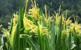 壳盛509玉米品种的特性,适宜密度4500株/亩